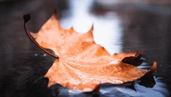 Blog Tanja