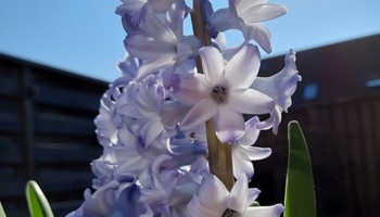 Blog Versterven